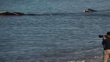 Así de cerca están las ballenas en Las Canteras. Fotero Patagónico.