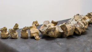 Presentaron en El Chocón una nueva especie de reptil que convivió con los dinosaurios