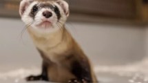 Imagen de Dos animales de una especie en peligro de extinción fueron clonados a partir de muestras tomadas en 1988