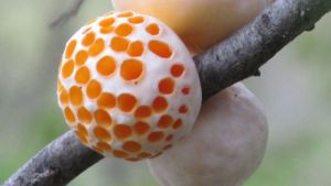Ciencia aplicada: para qué se usará un planta de propagación de levaduras