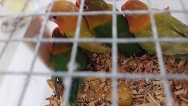 Los animales estaban ocultos entre los cajones de manzanas.