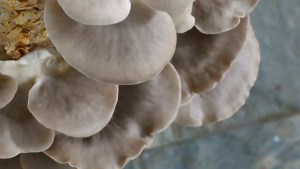 Con los desechos de las cervecerías, incrementan la producción de un hongo comestible