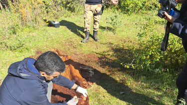 El personal de la policía realizó las diligencias en el campo ubicado en la zona de la Isla 78, en Valle Azul. foto: gentileza.