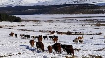 Imagen de Ingresó un frente frío: lluvias para el Alto Valle y Bariloche, y alerta por nieve en el norte neuquino