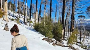 “Solos plantamos árboles, pero juntos hacemos bosque”: las manos que reforestan desde las cenizas en la Patagonia
