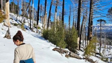 Camila llegó desde Buenos Aires al Parque Nacional Lanin a ayudar a plantar un bosque quemado. Foto: gentileza.