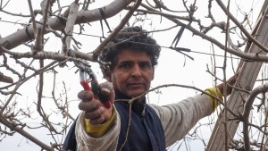 Miguel le hace frente a las heladas en Roca: podador, acróbata del frío y de las chacras