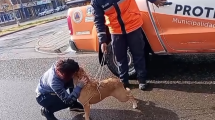 Imagen de Video | Buscaba a su perra perdida y Protección Civil la encontró de casualidad: mirá el reencuentro en Cipolletti