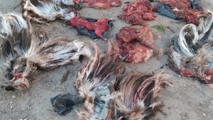 En Viedma detuvieron a cuatro personas por cazar especies protegidas y un hombre, por un robo a Vialidad