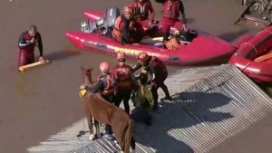 Cómo fue el rescate de «Caramelo», el caballo que quedó atrapado en un techo por las inundaciones en Brasil
