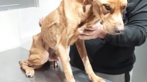 Imagen de Rescataron a Gino, un perro que sufría maltrato animal en Cipolletti