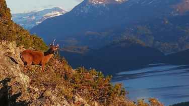 Este ejemplar se vio por primera vez en 2017. Una mancha facial lo hace fácilmente identificable. Foto: gentileza