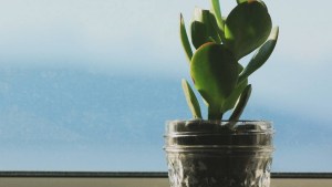Cómo reproducir el árbol de jade en casa: conocé el truco indispensable de la canela