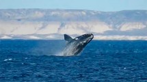 Imagen de Puerto Madryn: le avisaron que había ballenas, corrió a la playa y filmó esta joya de la Patagonia