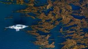 Los bosques marinos escondidos de Argentina que pueden ayudar a frenar el cambio climático en una muestra