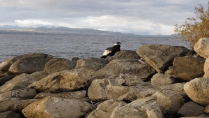 Impresionante rescate de un cóndor que no podía volar, en la costa del lago Nahuel Huapi