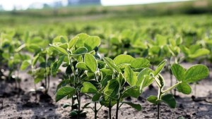 Suman fertilizantes y herbicidas a la baja de aranceles de importación de heladeras, lavarropas, neumáticos y plásticos