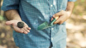 Cuáles son las claves para producir más trufas