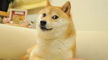 Imagen de Murió Kabosu, la perrita del meme «Doge» que que inspiró el logo de una criptomoneda