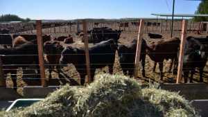 Faltan vacas para abastecer las plantas de faena que tiene Neuquén