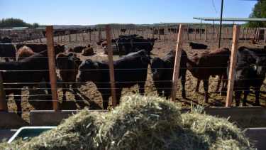 En Neuquén y Río Negro se mantiene la barrera que evita el ingreso de carne con hueso de La Pampa. Foto: archivo Matías Subat.