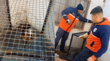 Imagen de Rescataron y liberaron un pequeño animal silvestre que fue visto en pleno centro de Cipolletti