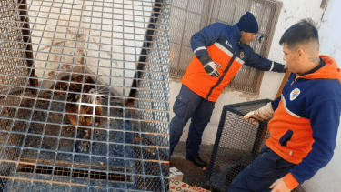 El animalito estuvo varias horas deambulando por la zona céntrica. Foto: gentileza Protección Civil Cipolletti
