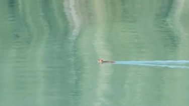 Un pudú en pleno nado fue captado por las cámaras. Foto: Captura video