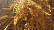 Imagen de La quinoa de Varvarco: una tradición familiar que se cosecha en otoño
