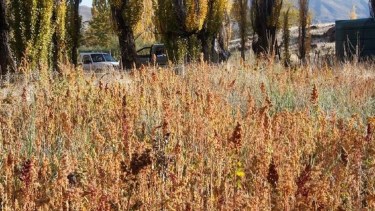 Cultivo de quinoa en el norte neuquino.
