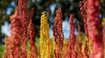 Imagen de Roca: invitan al encuentro regional de cultivo de quinoa en la zona