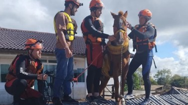 Caramelo fue rescatado de un techo en la ciudad de Canoas.  