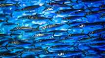 Imagen de Cinco pescados económicos para consumir una vez por semana: mejoran la salud del corazón