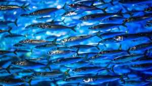 Cinco pescados económicos para consumir una vez por semana: mejoran la salud del corazón
