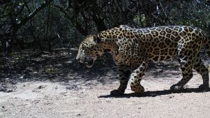 Piedra libre al yaguareté: le sacaron una foto única en Formosa y ahora podés elegirle el nombre