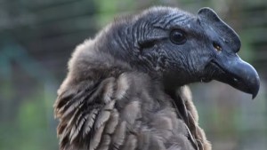 Murió el cóndor liberado en un paraje de la Patagonia al comer una oveja envenenada