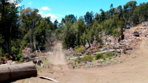 Multa millonaria a cooperativa de Traful: «El lote se dio para urbanizar, no nos volvimos locos y salimos a asesinar árboles»
