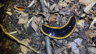 LA planaria gigante fue hallada en el parque nacional Lanin. (Prensa del parque)