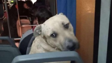 El perro se reencontró con su familia en Centenario. Foto: https://centenariodigital.com.ar/