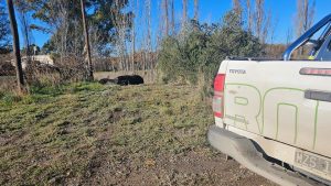 El lobito marino que visita los canales de Viedma: «Se alimenta de las carpas»