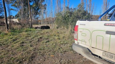 El lobito marino que visita los canales de Viedma. Crédito Secretaria de Ambiente y Cambio Climático.
