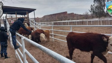El operativo fue realizado por la Brigada Rural de Roca. Foto; gentileza 
