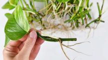 Imagen de El truco casero 100% efectivo para enraizar cualquier planta: fácil y barato