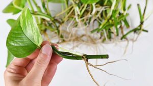 Qué hay que tener en cuenta para enraizar una planta