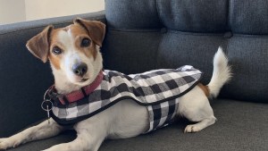 Proponen animales para la asistencia de adultos mayores en residencias y centros de día de Neuquén