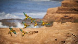 Crearon una reserva natural para proteger a la mayor colonia de loros del mundo, en El Cóndor