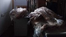 Imagen de Vendían carne de manera clandestina en un galpón donde tenían cámara de frío y maquinaria, en Roca