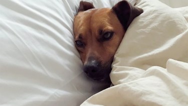 Qué perros pasan más frío y cómo saber si necesitan abrigo