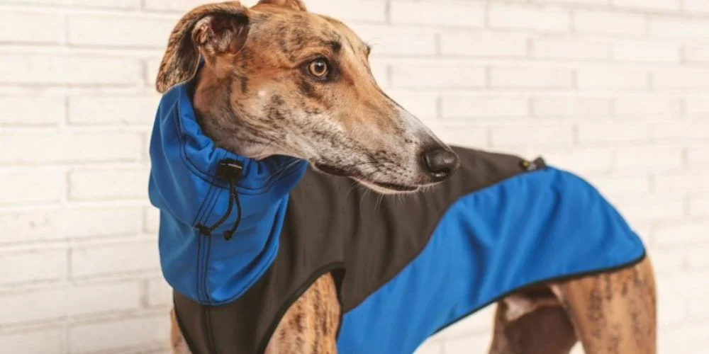 galgo