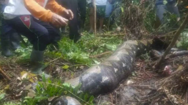 La serpiente pitón medía más de cinco metros. 